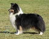 Shetland Sheepdog 9J088D-06